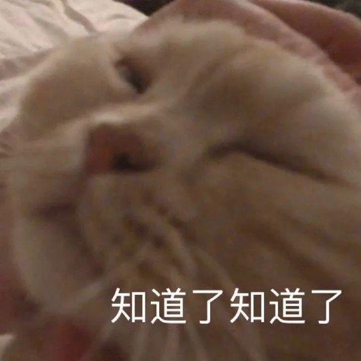 网红猫表情包白色的猫一脸懵的表情包萌萌哒的猫咪表情包来一波