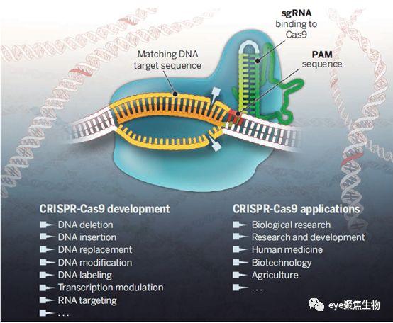 crispr介绍-纯干货分享