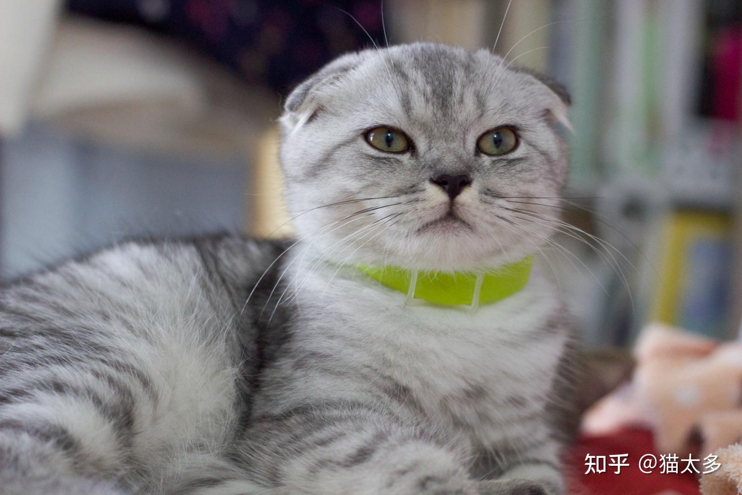 苏格兰猫咪图片,苏格兰猫高清壁纸