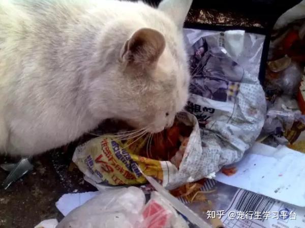 冬天会有大量的流浪动物冻死,流浪猫是最常见的,它们无法控制自己的