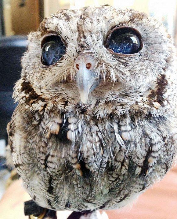 这只小小的毛茸茸的小东西是一只西部鸣角鸮(western screech owl).