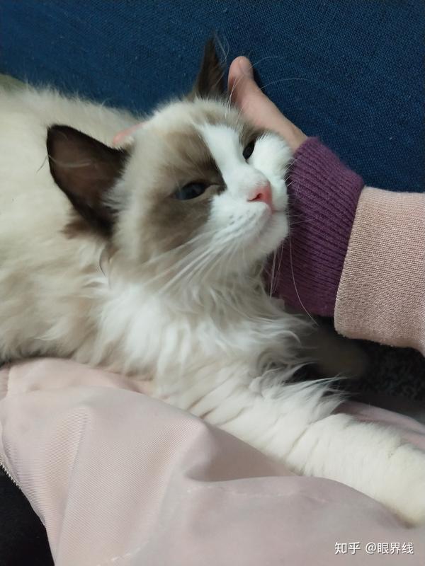 养一只布偶猫是什么样的体验?