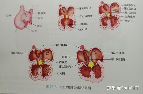 房室管被背,腹心内膜垫分隔为左