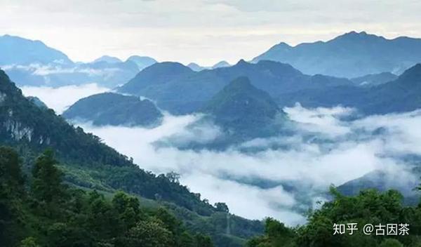 茶旅品茗澜沧江畔问道忙麓山中昔归寻得好茶归