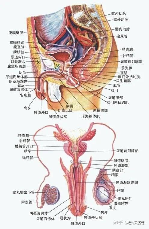 女性生殖系统