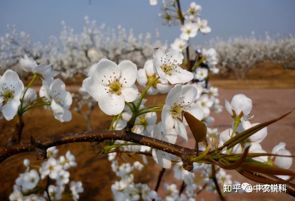 簇花千层堆雪共赴春天之约 2021第六届高密市南山梨花艺术节 即将开幕