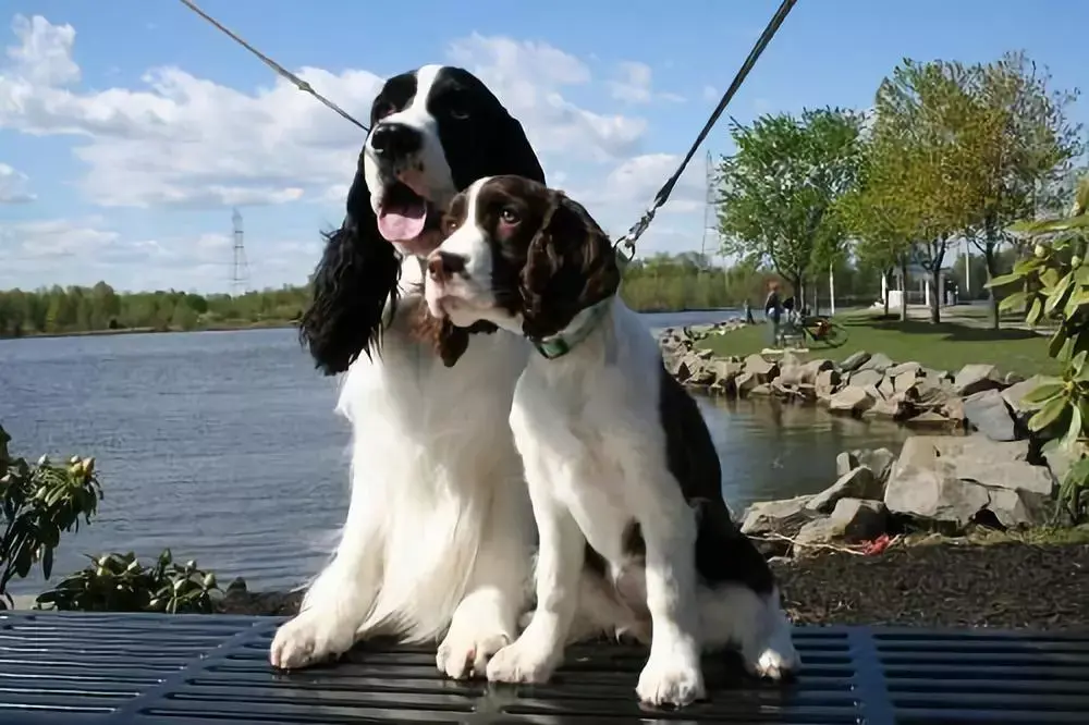 史宾格犬的前世今生从诺福克猎犬到史宾格犬