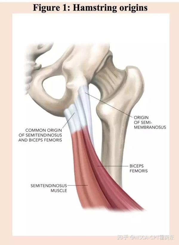 腘绳肌起点示意图