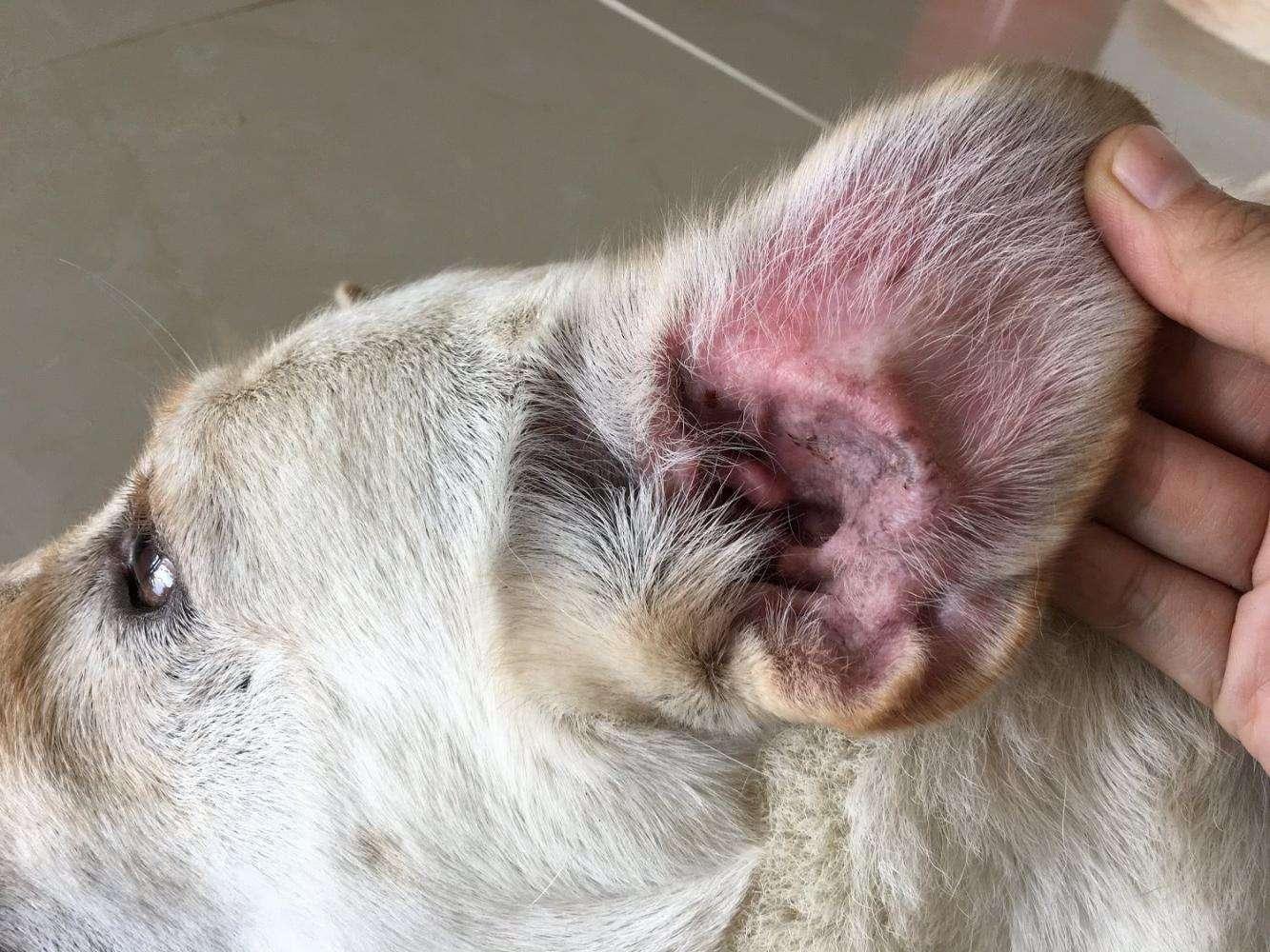 八哥犬总是有耳屎而且有味道能根治吗