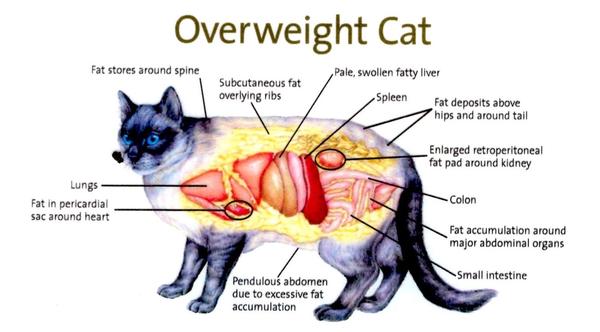 不要再问喂什么能让猫更胖了