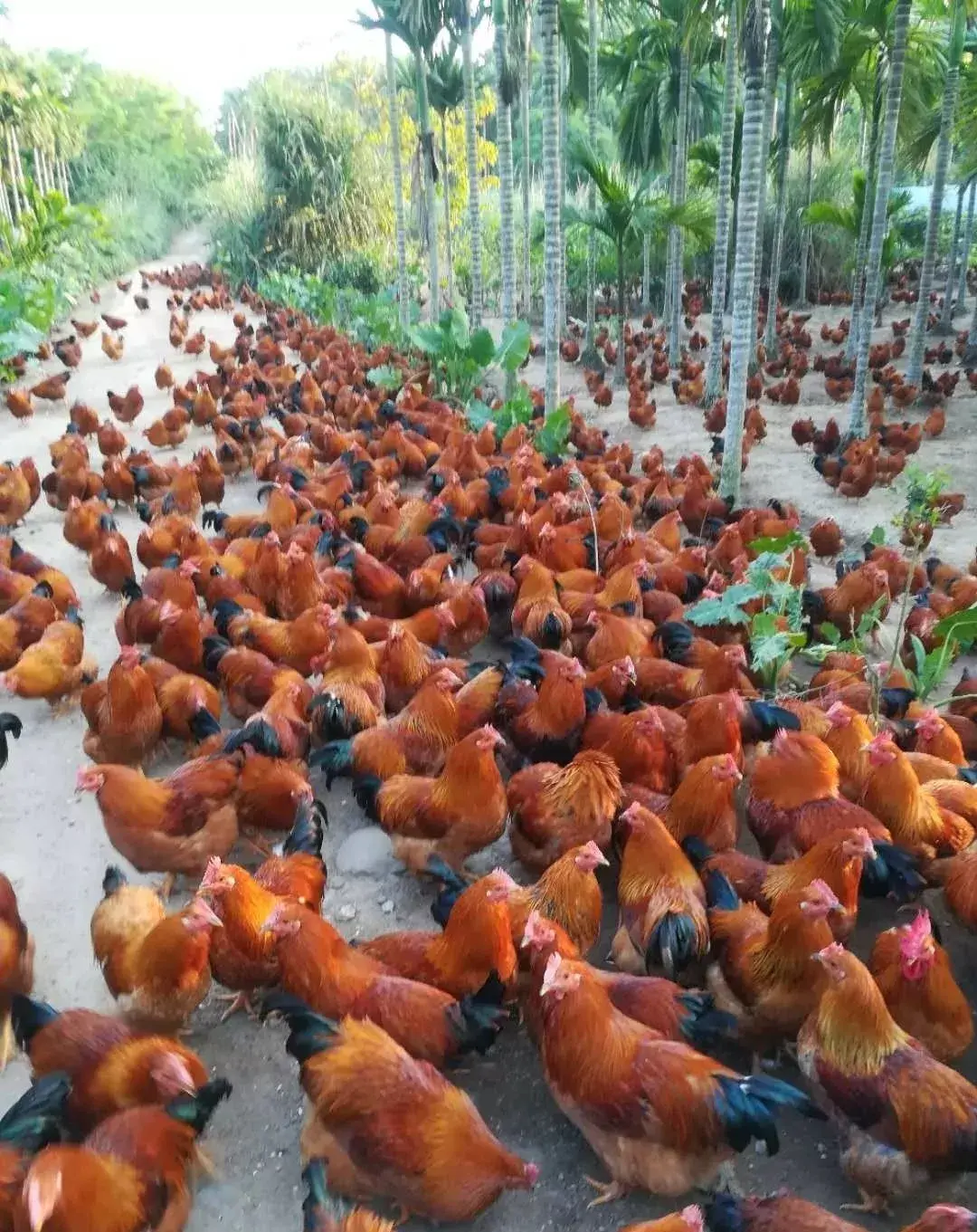农村养鸡养鸡技术养鸡场需要注意的十三大注意事项