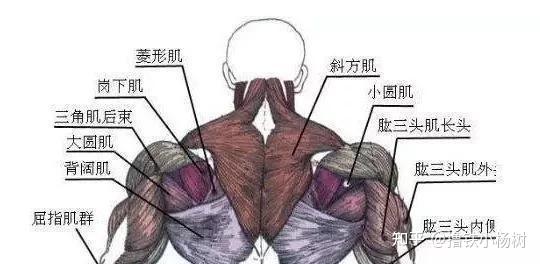 前臂(肱桡肌) 肱三头肌(长头),三角肌后束 肩袖肌(冈下肌,大圆肌和小