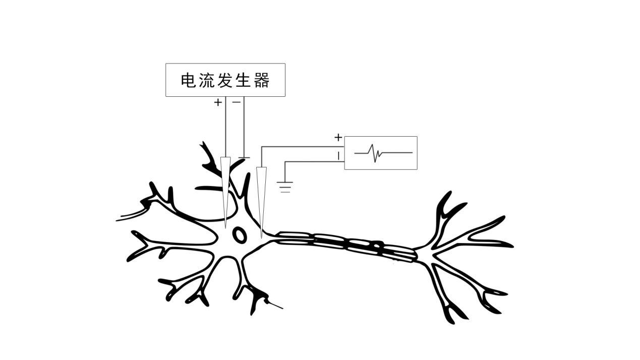 对细胞信号而言,神经元具有两个重要的特性.