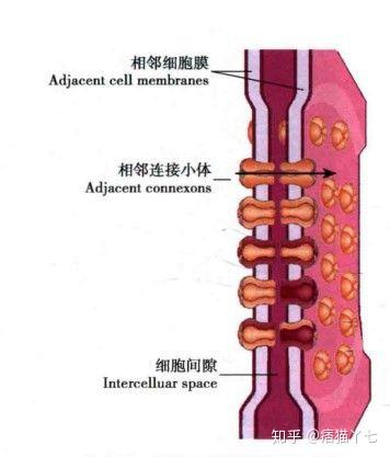 1)细胞间隙20~30nm,钙粘蛋白的胞外部分形成低密度的丝状物,间隙中央