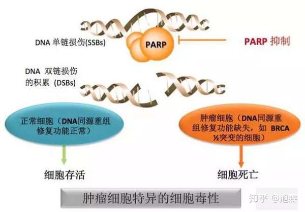 乳腺癌新药他拉唑帕尼第4款parp抑制剂