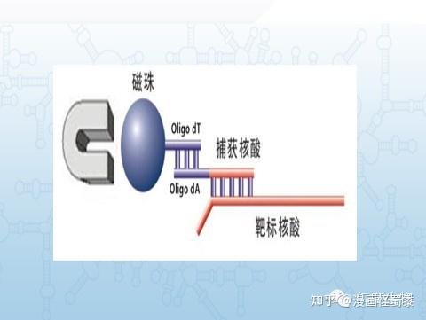 核酸与磁珠结合(特异性和非特异性,利用磁珠分离仪器将核酸提取纯化