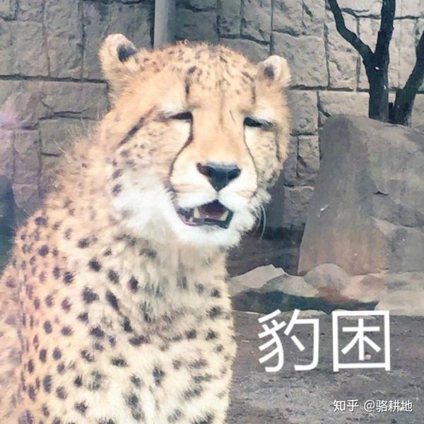 你见过哪些让人一眼记住的头像