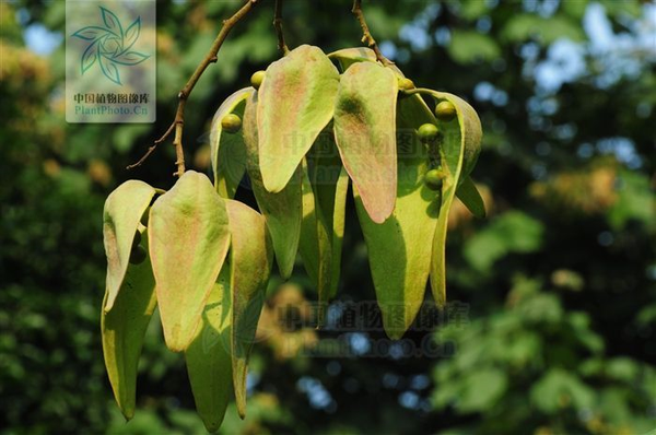 梧桐 一种落叶乔木,可高达16米;树皮青绿色,故亦名 青桐.