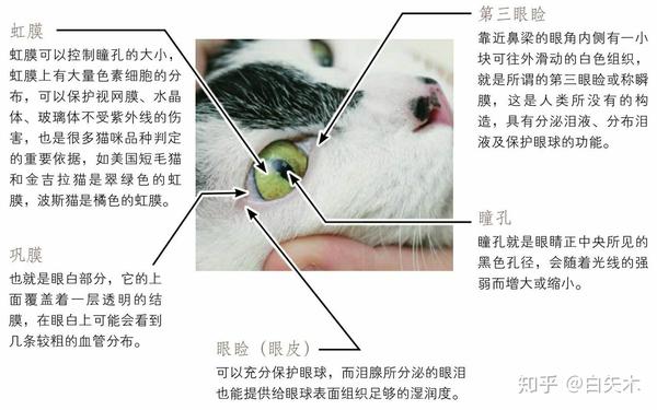 本文摘自书名:猫咪家庭医学大百科                      眼睛 猫咪