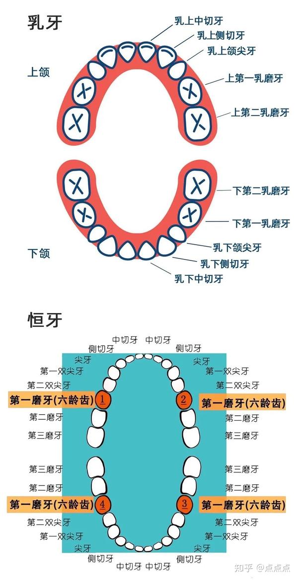 认识牙齿