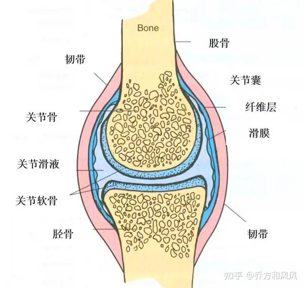 半月板是膝关节内位于股骨与胫骨之间的"垫片",由纤维软骨构成,呈月牙