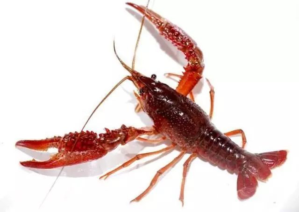 克氏原螯虾procambarus clarkii