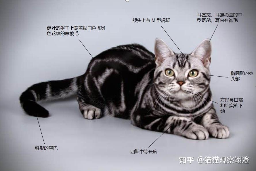 这只猫是英短虎斑么?