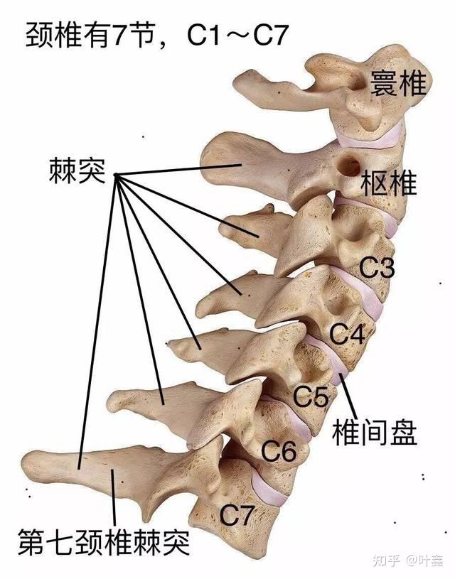 从颈椎突出来的骨头是哪个部位