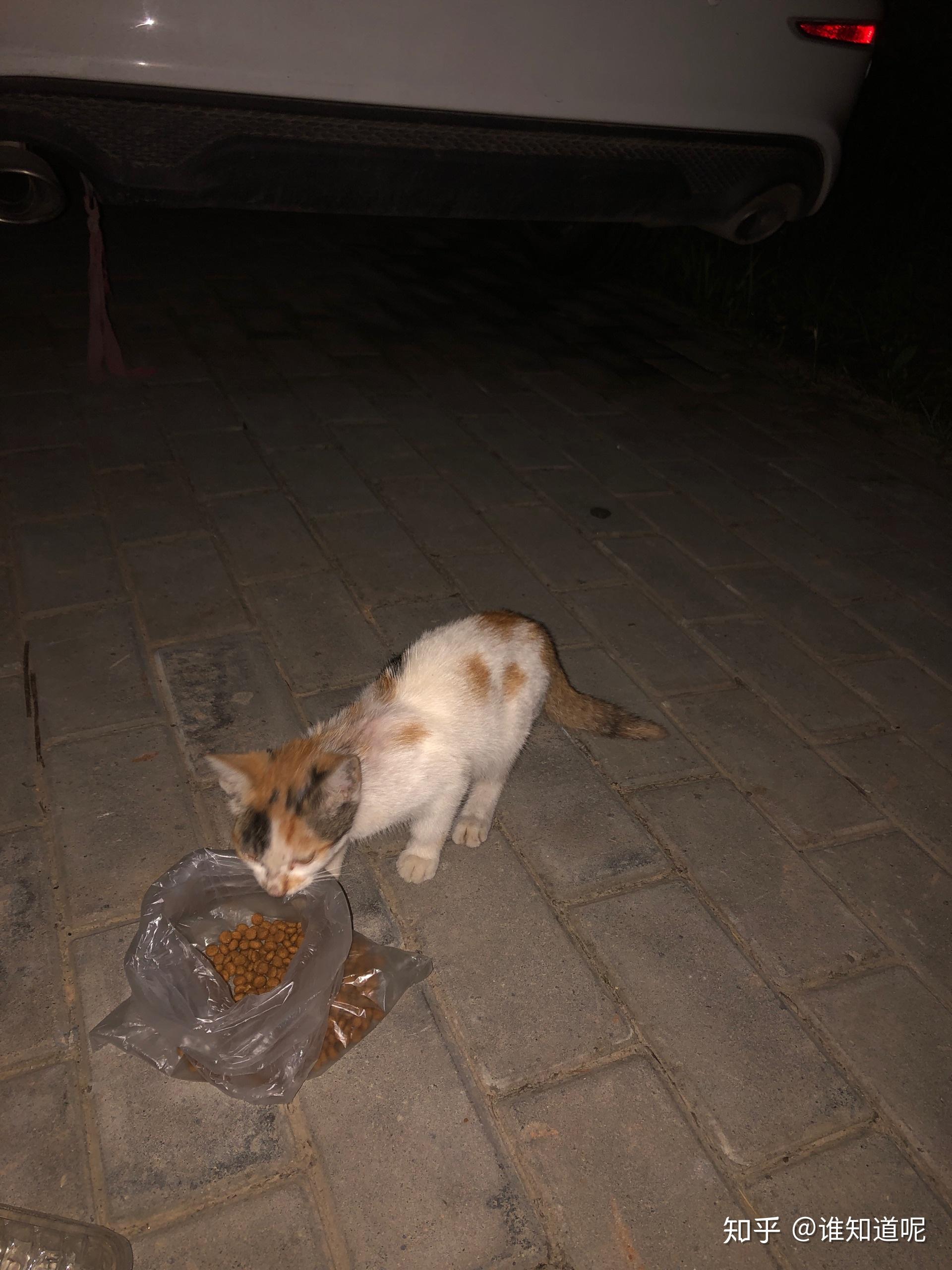 有哪一瞬间让你觉得流浪猫很可怜