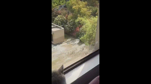 猫在窗边坐,屎从天上来…我问猫到底干了什么,猫也不说啊!