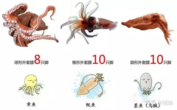 1,独特的生理结构今天我们就来分析一下,为什么章鱼很可能是外星生物