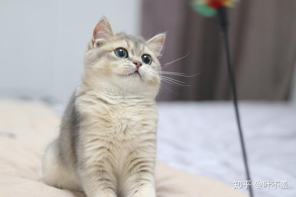 怀疑卖家调包换猫蓝金渐层颜值还看滤镜