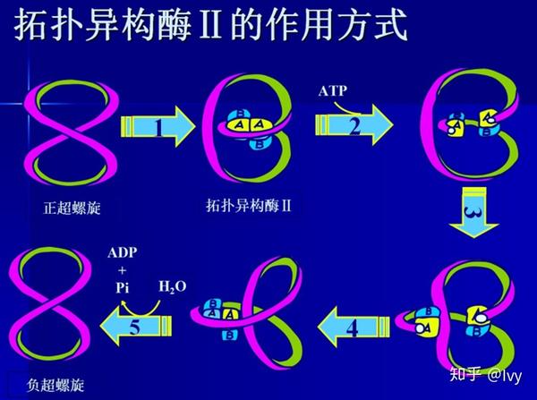 方向相同时则形成正超螺旋.生物体内一般以负超螺旋结构存在.