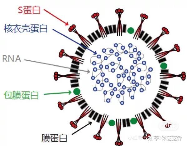 猫冠状病毒是怎么变成猫传腹病毒的