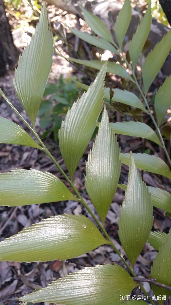 波温铁boweniaspectabilis