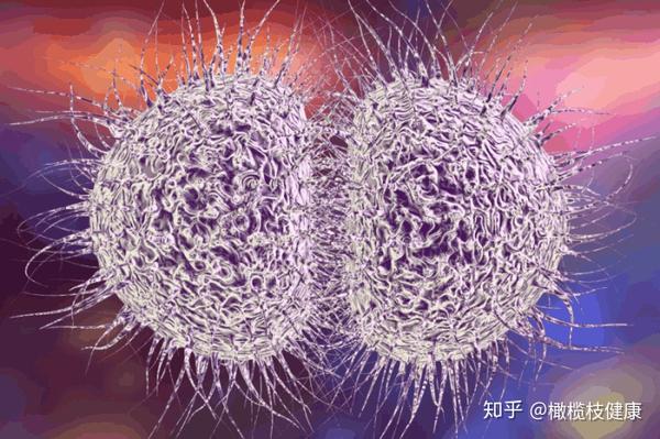 橄榄枝健康: 脑膜炎双球菌是怎么传播的?