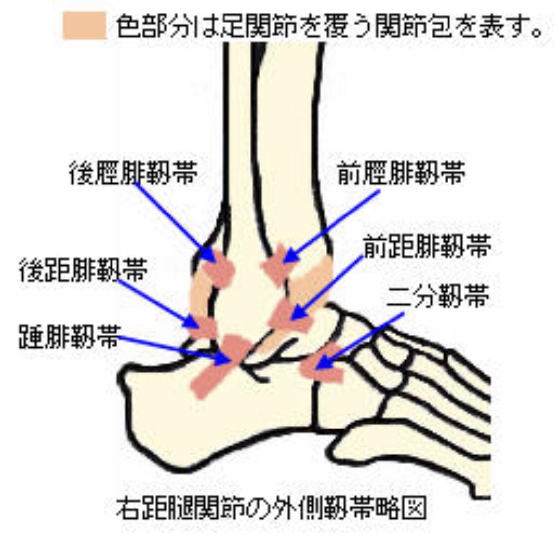 回答右脚骨头都空了足部骨头跟骨头之间的小韧带估计也没了胫骨前肌是