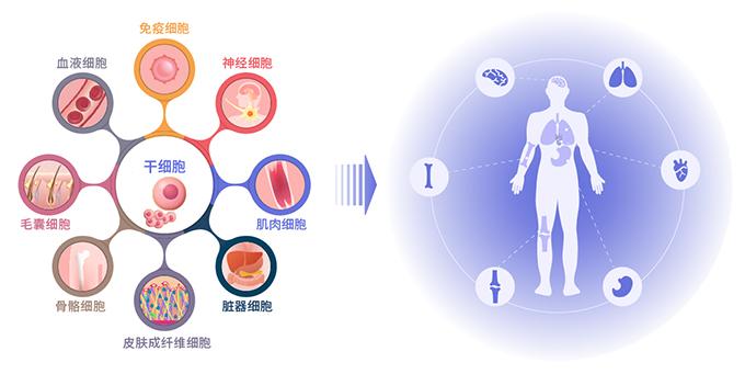 干细胞治疗健康班车即将发车请疾病困扰旅客做好准备