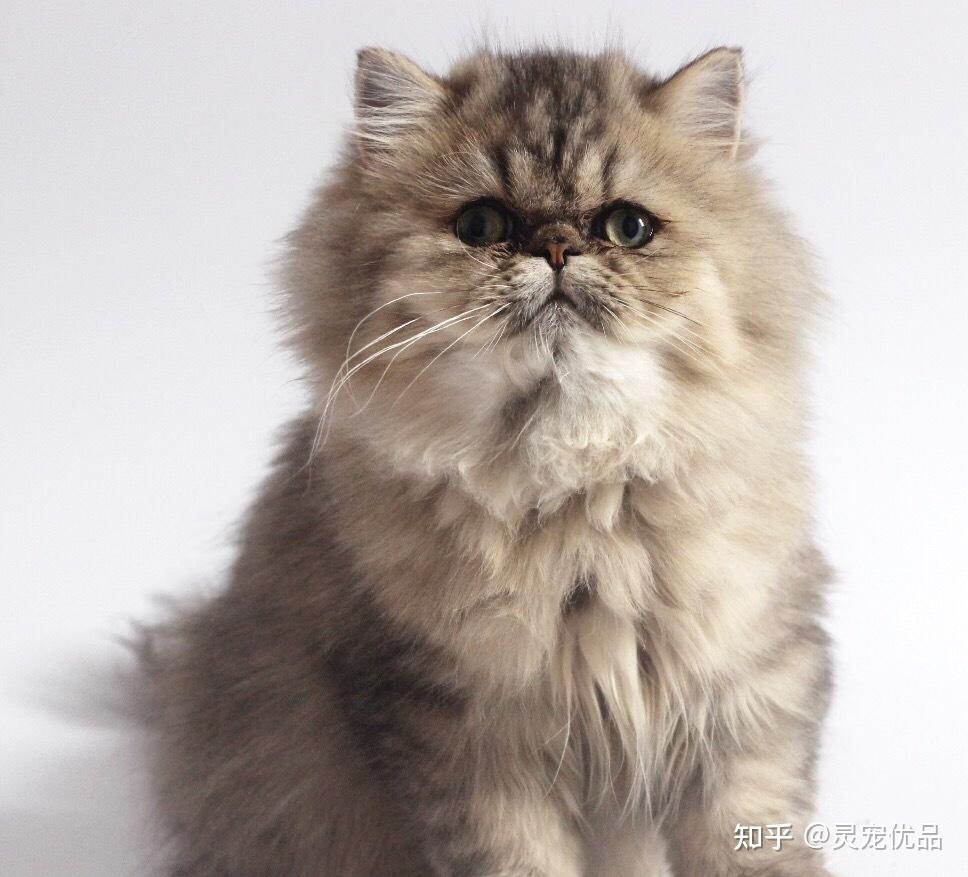 金吉拉猫的基本知识