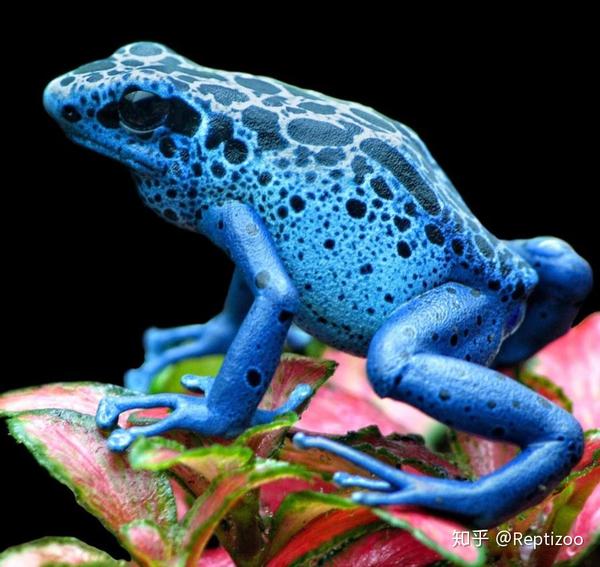 3,钴蓝箭毒蛙 dendrobates tinctorius azureus 苏里南,巴西,圭亚那