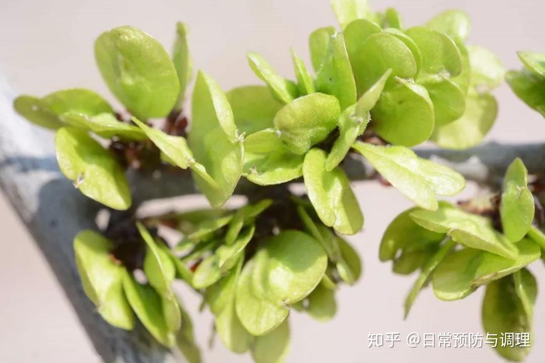 田螺菜的功效与作用