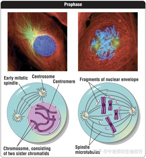 prophase时需要让细胞核消失,因此需要核膜(nuclear envelope) 解体