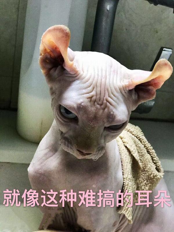 斯芬克斯无毛猫的日常护理与清洁耳朵篇