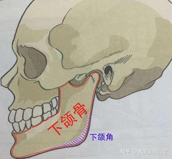 下颌角的结构决定了它的生理功能,从长远考虑, 下颌体骨量过少会使下