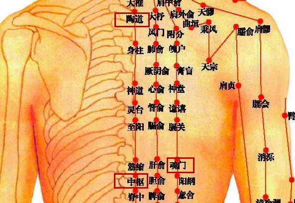 【国家标准经穴之陶道,魂门,中枢】