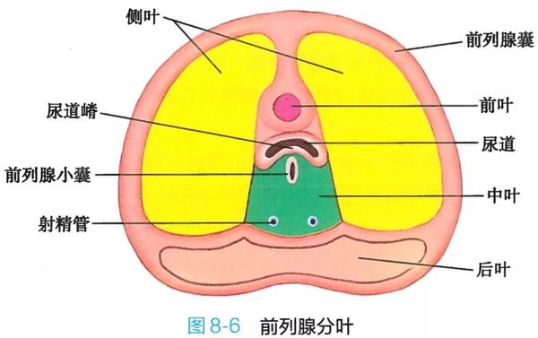 6. 前列腺分叶