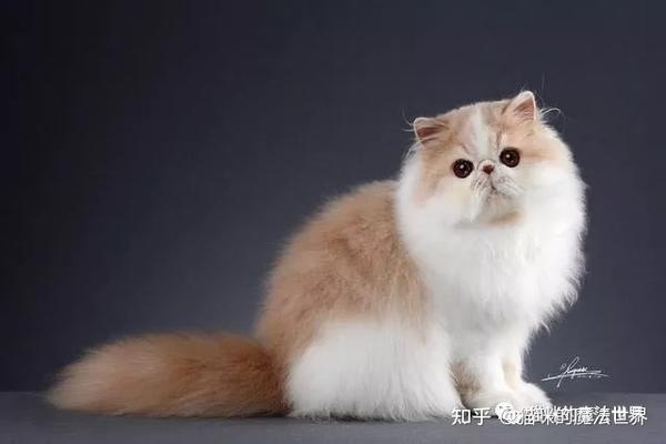 猫咪品种大盘点1波斯猫