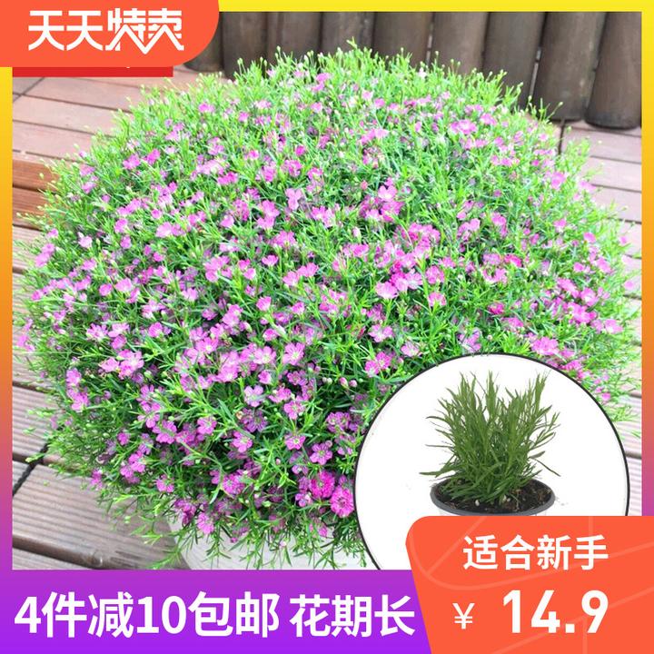 满天星种成这样,太密集了,怎么办?