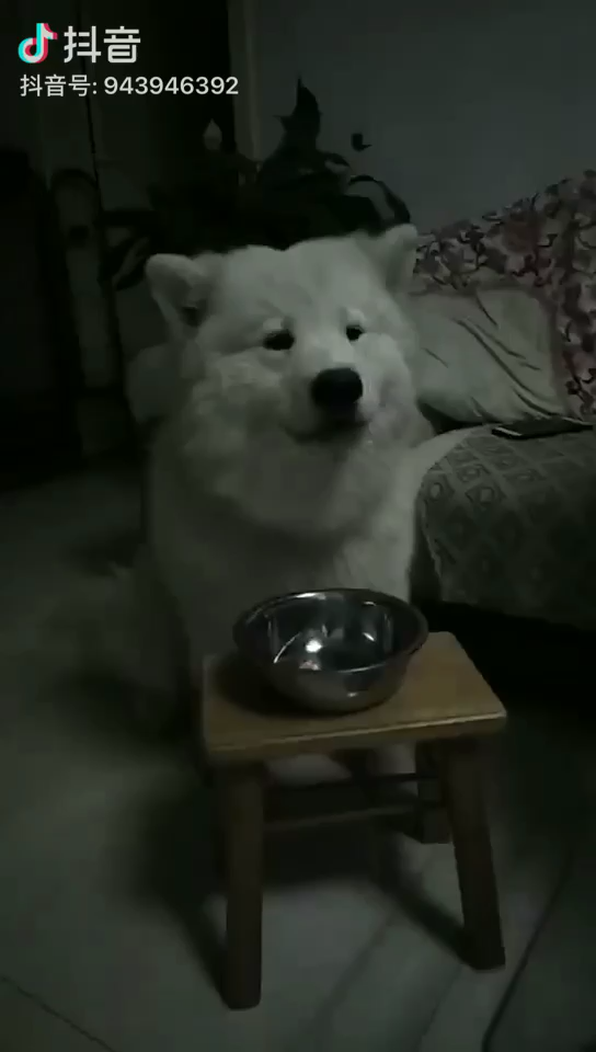 养萨摩耶费钱吗?怎么养开销小一点?