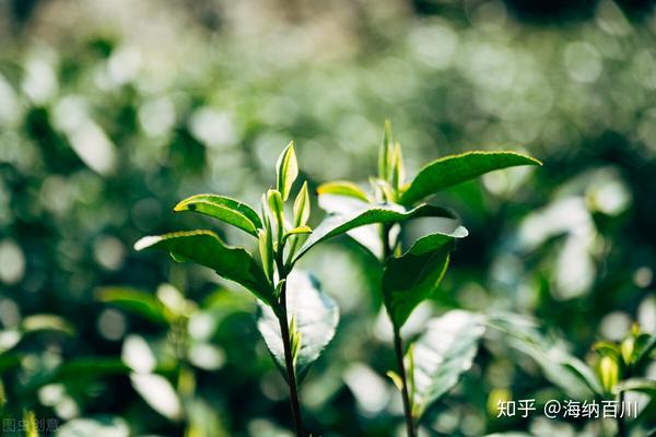 【安吉白茶 】:茶树品种为:白叶1号,是一种珍稀的白化变异茶树品种.